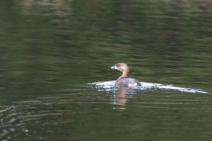 IMG_0550