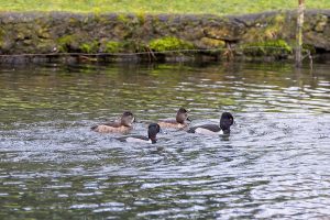 IMG_0682