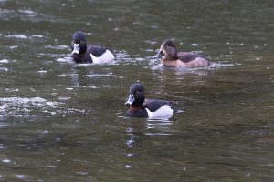 IMG_0710