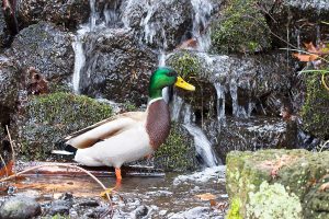 IMG_0996