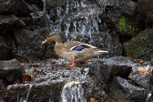IMG_0998