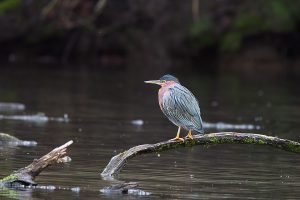 IMG_1167