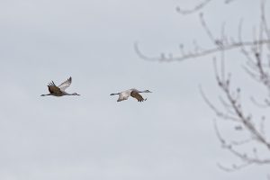 IMG_1332