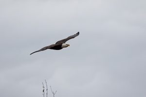IMG_1458