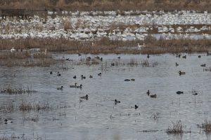 IMG_1482