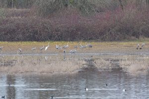 IMG_1511