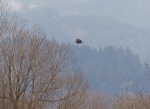 IMG_1648