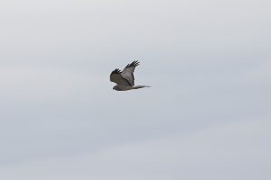 IMG_1679