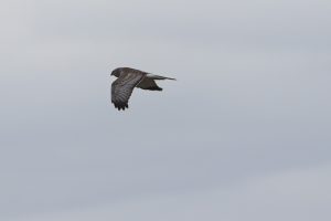 IMG_1680 1
