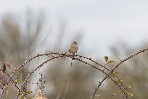 IMG_1768
