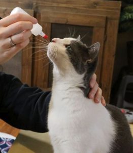 Jasper practicing for eyedrops