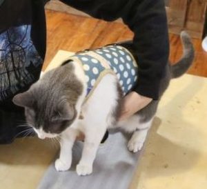 Jasper in harness