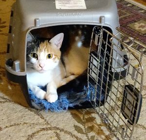 Piper in carrier