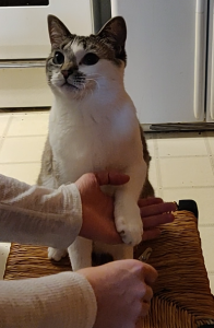 Pearl presenting a paw for nail trim