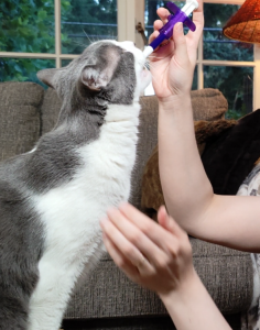 Jasper with pill popper