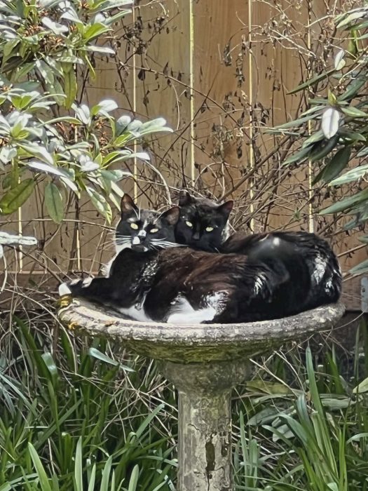 Junior & Bunky are preferred associates.