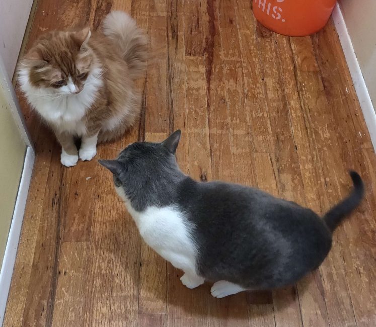 Linus and Jasper having a confrontation