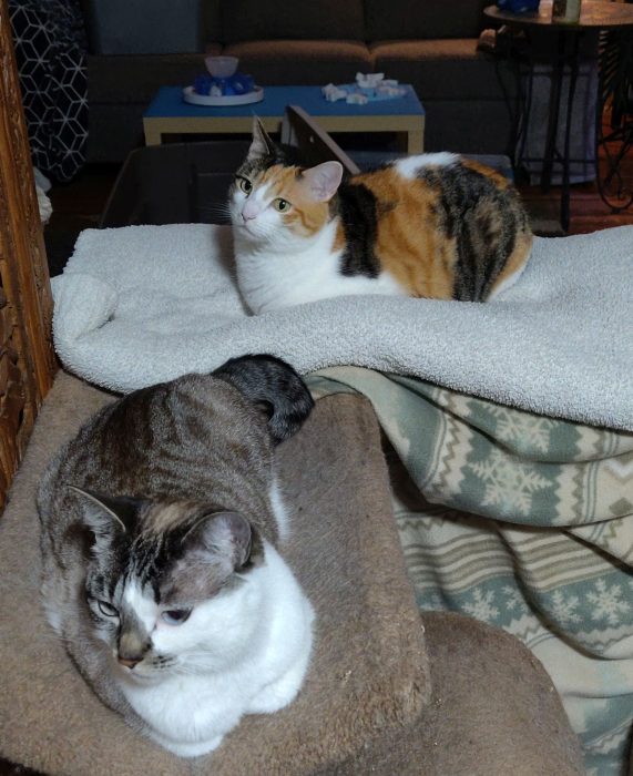 Pearl and Piper can coexist, but they aren't really friends.