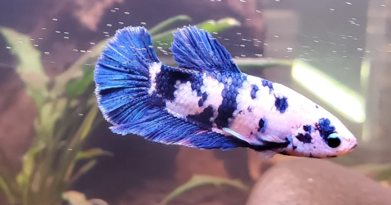 WWP betta 2 WWP betta 2