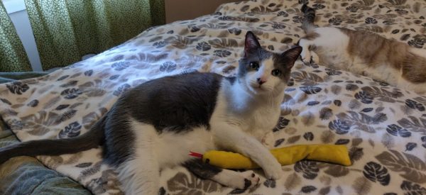 Jasper with Knot-a-Snake toy