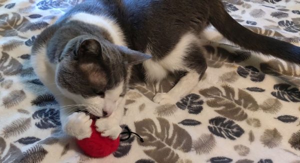 Jasper with Ladybug