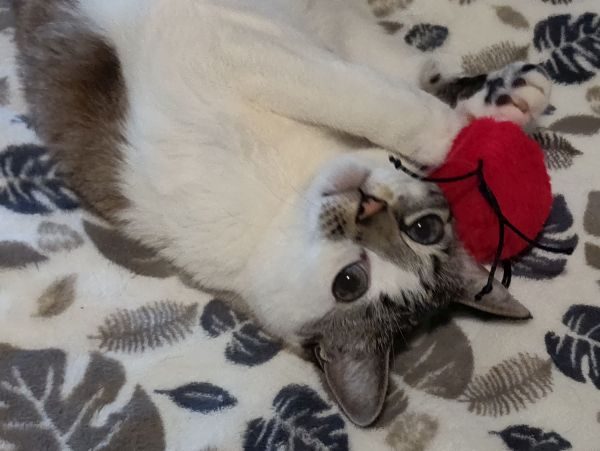 Pearl with Ladybug