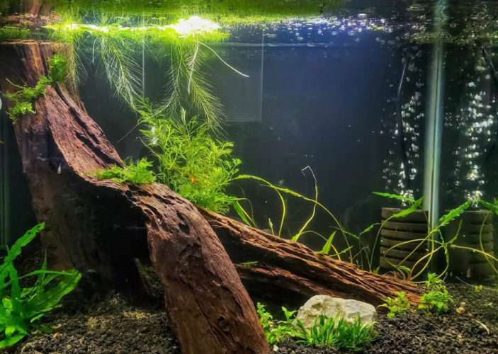 wwp tank wwp tank